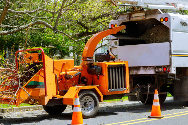 Best Utility Line Clearance  in Hidalgo, TX