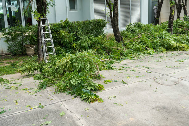 Hidalgo, TX  Tree Services Company