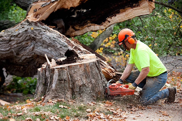 Best Tree and Shrub Care  in Hidalgo, TX