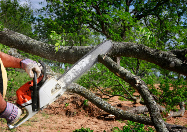 Best Arborist Consultation Services  in Hidalgo, TX